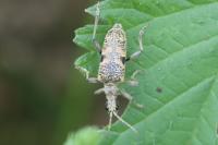 Rhagium mordax