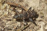 Rhagium inquisitor