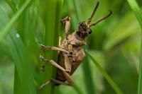 Rhagium sycophanta
