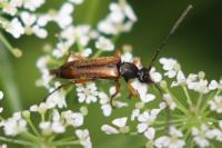 Alosterna tabacicolor