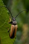 Stictoleptura rubra