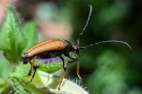 Stictoleptura rubra