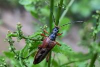 Stenocorus meridianus