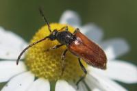 Pseudovadonia livida