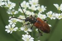 Pseudovadonia livida