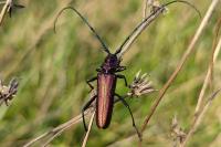 Aromia moschata