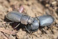Dorcus parallelipipedus