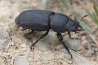 Dorcus parallelipipedus