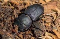 Dorcus parallelipipedus