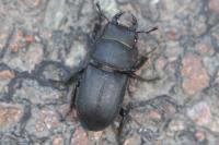 Dorcus parallelipipedus