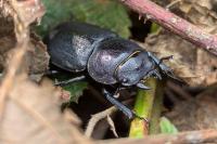 Dorcus parallelipipedus