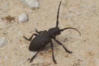 Lamia textor