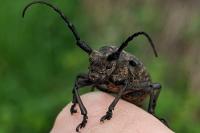 Lamia textor