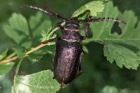 Prionus coriarius