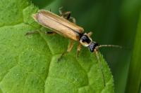 Cantharis decipiens
