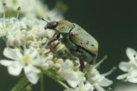Hoplia argentea