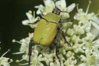 Hoplia argentea