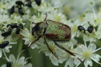 Hoplia argentea