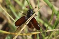 Amphimallon atrum