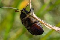 Amphimallon atrum