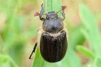 Amphimallon atrum