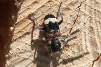 Clerus mutillarius