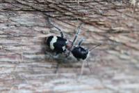 Clerus mutillarius