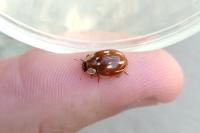 Myzia oblongoguttata