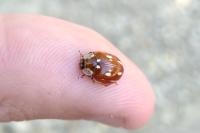 Myzia oblongoguttata