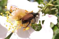 Phyllopertha horticola