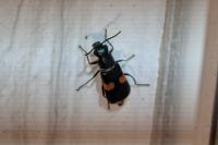 Anthocomus fasciatus