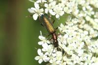 Chrysanthia geniculata