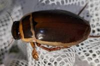 Dytiscus marginalis