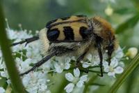 Trichius gallicus