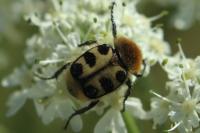 Trichius gallicus