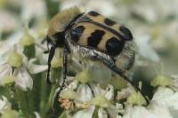 Trichius gallicus