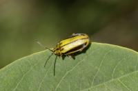 Xanthogaleruca luteola