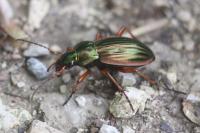 Carabus auratus
