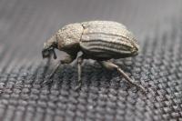 Minyops carinatus