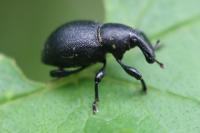 Liparus coronatus