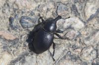 Liparus coronatus