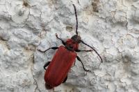 Pyrrhidium sanguineum