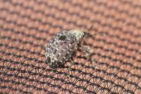 Cionus hortulanus
