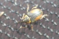 Gymnetron veronicae