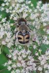 Trichius fasciatus