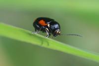 Cryptocephalus moraei