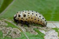 Chrysomela populi