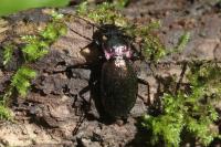 Carabus nemoralis