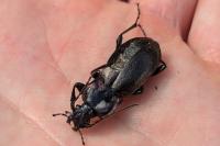 Carabus nemoralis