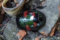 Hister quadrimaculatus